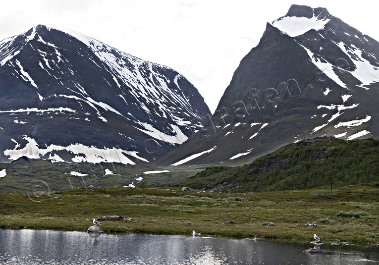 berg, fiskms, fiskmsar, fjll, fjllen, fjlltopp, hgfjll, Kebnekaise, Landskap, lappland, natur, sommar, tuolpagorni