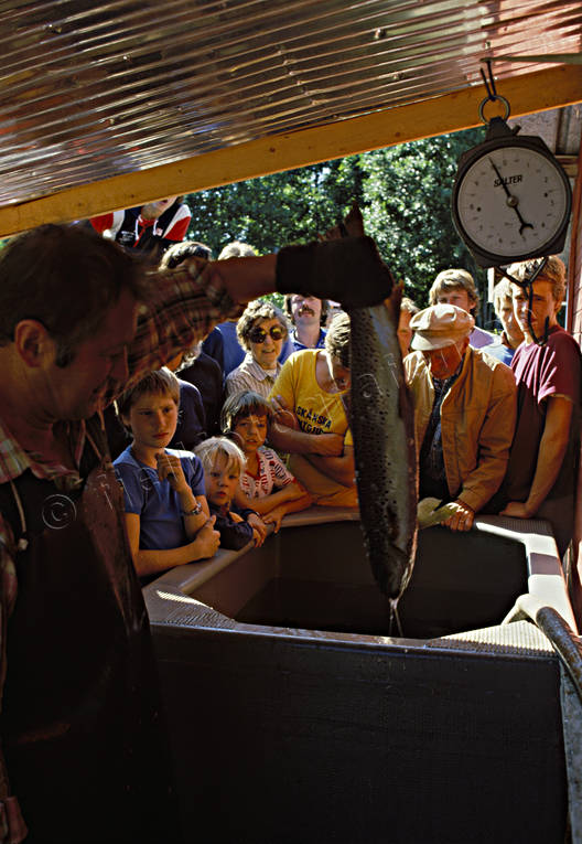 Turister vid fisktrappan i Ån arbete, fisk, fiske, fiskestation, fiskräkning, fiskstation, fiskvandring, turism, turister, vandrar, yrkesfiske