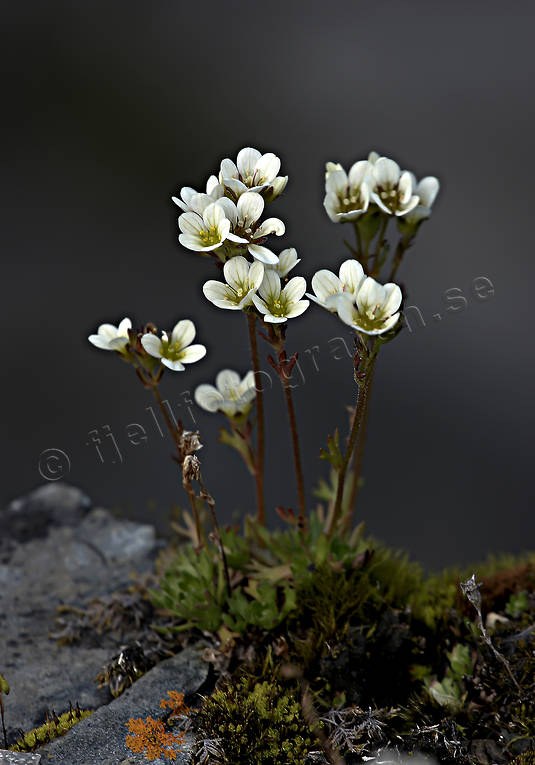 Tuvbräcka biotop, biotoper, blommor, fjäll, fjällblomma, fjällblommor, fjällen, natur, saxifraga cespitosa, tuvbräcka, växter