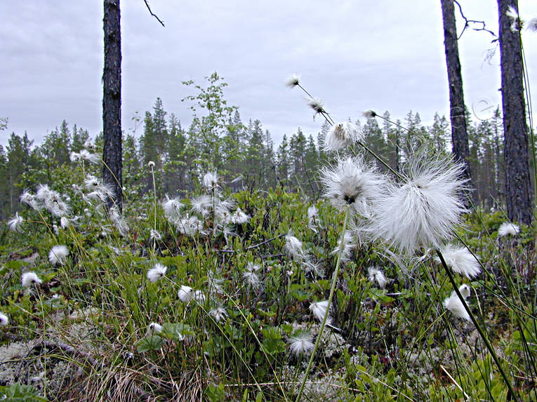 biotop, biotoper, mjuk, myr, myrmark, natur, tuvull, ulligt