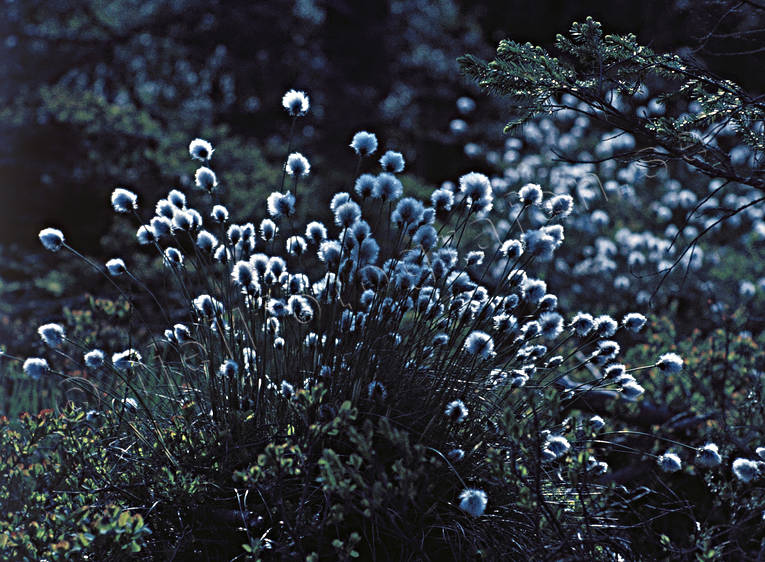 biotop, biotoper, mjuka, mjukt, myr, myrmark, natur, tofsar, tuvull, ull, ulliga, ulligt, vxt, vxter