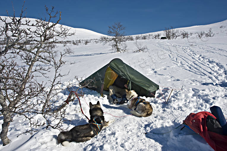 Äventyr & Sport Vinter Draghundar Tältläger i tält vinter | Utveckling o Äventyr