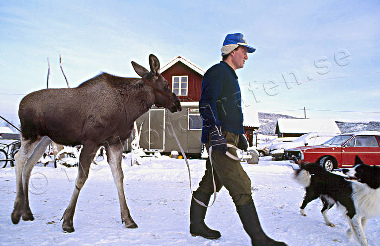 Uppfödd älgkalv djur, däggdjur, tam, uppfödd, uppfödning, älg, älgar, älgfarm, älgkalv