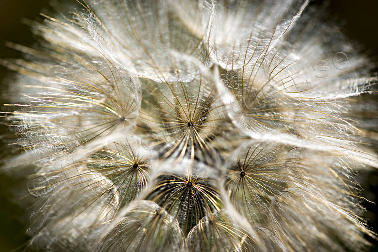 Utblommad maskros blomma, maskros, natur, sommar, utblommad, växt