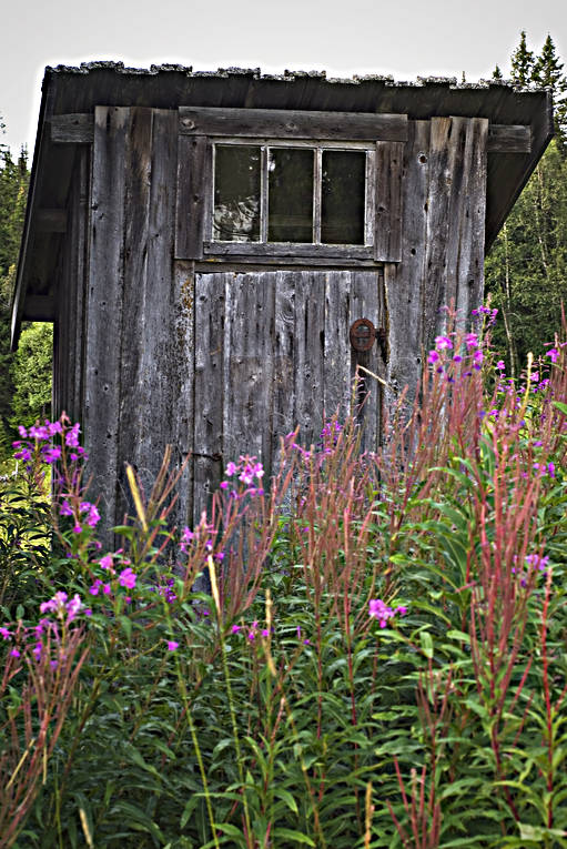 Utedass, Fröå gruva blommor, byggnader, dass, fröå gruva, gammal, Jämtland, mjölkört, rallarros, sommar, timmerhus, toalett, utedass, årstid, årstider
