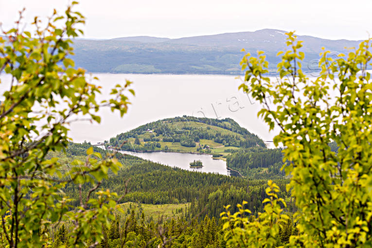 grnska, halv, Jmtland, Kallsjn, Landskap, natur, sj, skog, sommar, utsikt