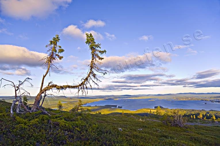 Utsikt över Hornavan Arjeplog, blå, galtispuoda, Hornavan, kvällssol, Landskap, lappland, sjö, sommar, trädgräns, utsikt, vy