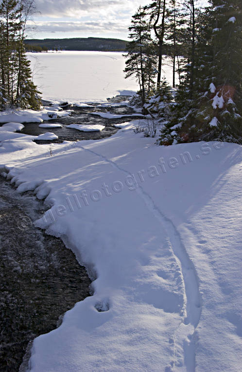 djur, dggdjur, kana, sn, spr, utter, utterkana, utterspr, vinter
