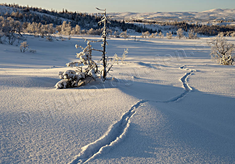Utterspår djur, däggdjur, fjäll, fjällen, fjällmotiv, kallt, kyla, midvinter, natur, rimfrost, snö, spår, spårsnö, stämmning, stämningsbild, utter, utterspår, vinter, årstider