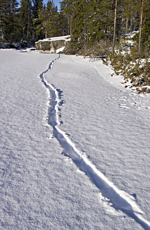 Utterspår i snö djur, däggdjur, kana, snö, spår, utter, utterkana, utterspår, vinter