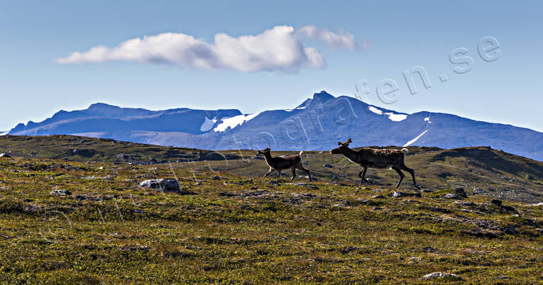 djur, dggdjur, fjll, fjllandskap, fjllen, fjllmassiv, hjortdjur, hgfjll, hgfjllen, Jmtland, Landskap, natur, renkalv, sommar, sommarfjll, sylarna, Sylmassivet, Syltoppen, vaja, rstider
