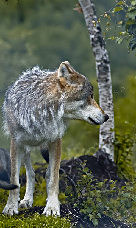 djur, dggdjur, rovdjur, ulv, varg, vargar