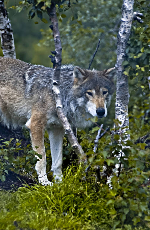 djur, dggdjur, rovdjur, ulv, varg, vargar