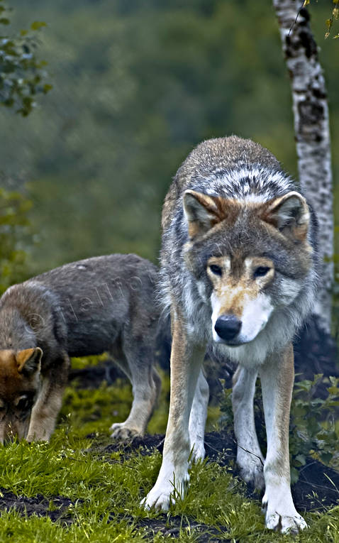 Varg i närbild djur, däggdjur, rovdjur, ulv, varg, vargar