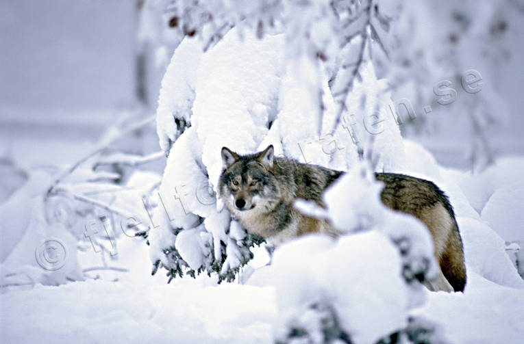 djur, däggdjur, gråben, hunddjur, rovdjur, skog, snö, ulv, varg, vargar, vinter