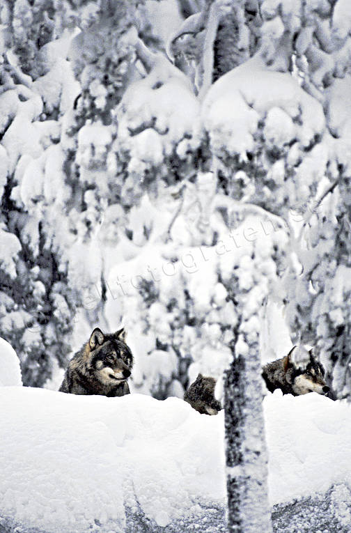 djur, däggdjur, gråben, snö, ulv, varg, vargar, vinter