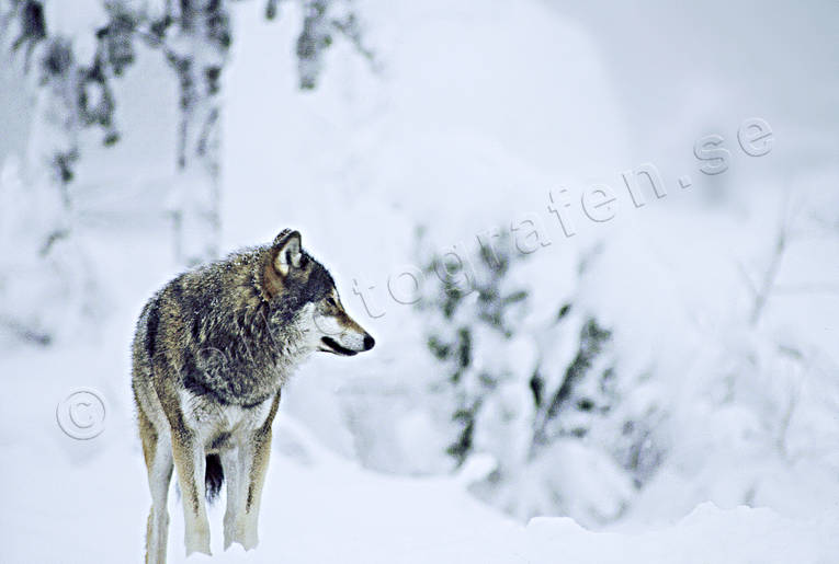 Varg i vinterlandskap djur, däggdjur, gråben, snö, ulv, varg, vargar, vinter, vinterlandskap