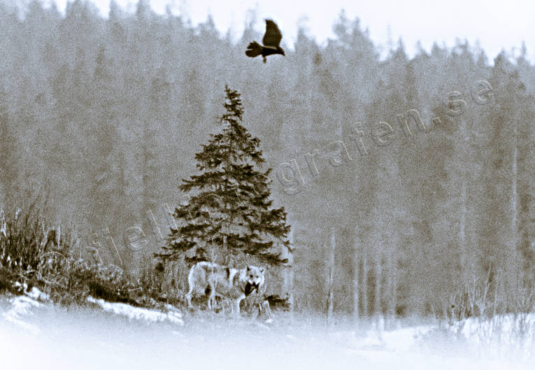 Varg och korp djur, däggdjur, fåglar, Grundsjön, gråben, hunddjur, korp, långåvargen, svartvit, ulv, varg, vargar