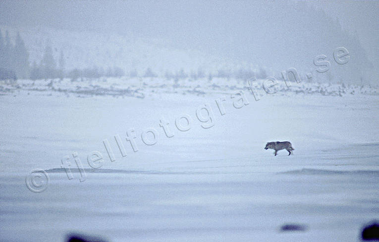 Varg på snö djur, däggdjur, gråben, hunddjur, långåvargen, snö, ulv, varg, vargar