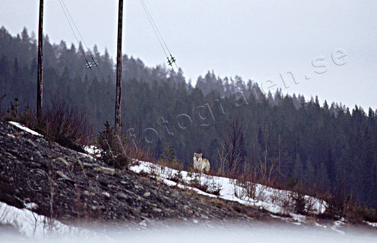 Varg vid kraftledningsstolpar djur, däggdjur, gråben, långåvargen, ulv, varg, vargar