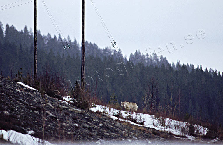 Varg vid kraftledningsstolpar djur, däggdjur, gråben, kraftledning, ulv, varg, vargar