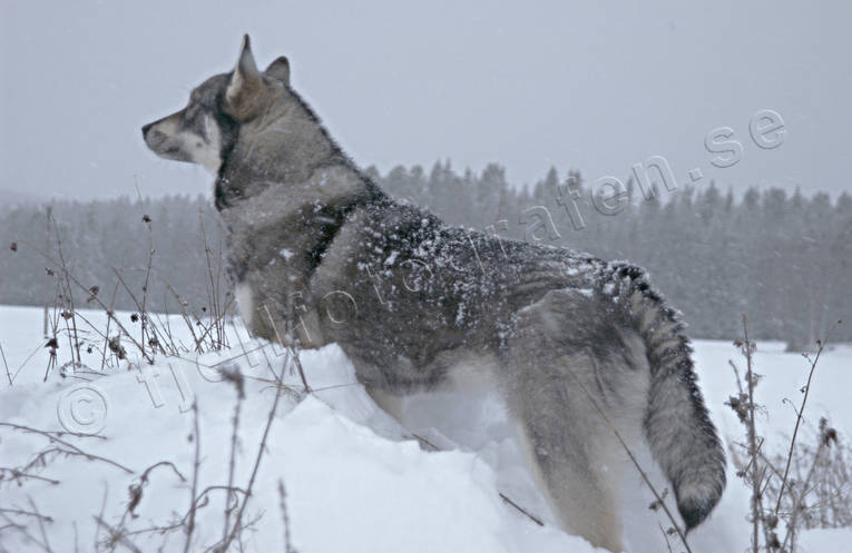 Varglik Jämthund djur, däggdjur, gråben, hund, hundar, hunddjur, jämthund, ulv, varglik
