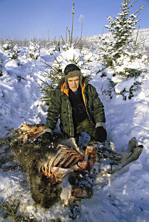 bergstrand, byte, bytesdjur, djur, dggdjur, grben, kadaver, rovdjur, trappern, ulv, varg, vargar, vargriven, lg, lgar