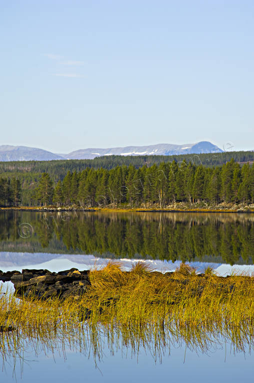 biotop, biotoper, Hrjedalen, hst, Landskap, natur, sjar, strnder, vass, vassrugge, rstid, rstider