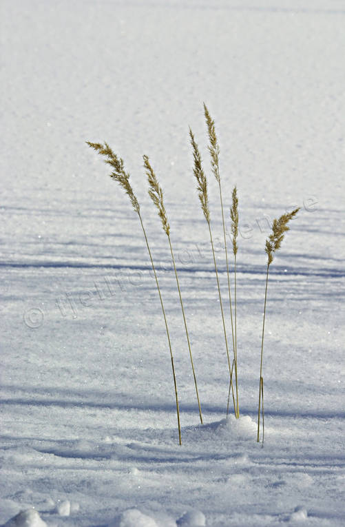 biotop, biotoper, natur, sj, sjar, sn, strn, vass, vasstrn, vinter