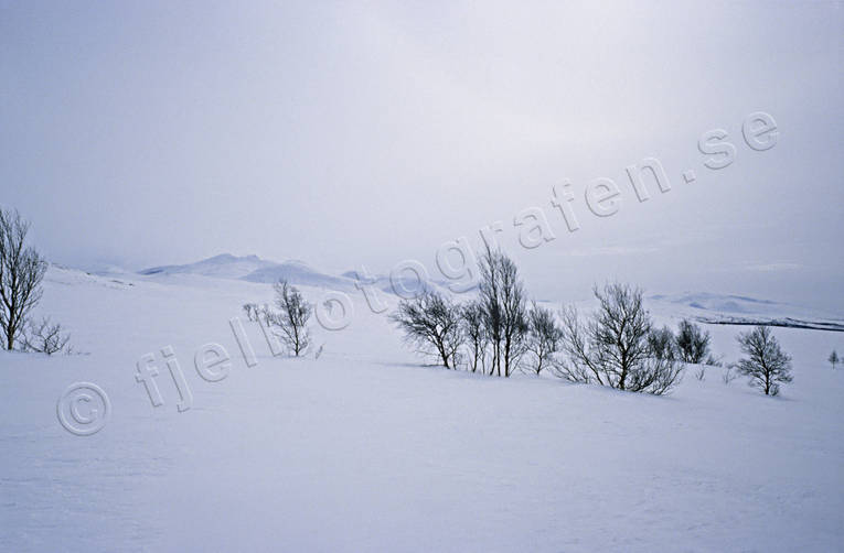 fjll, fjllbjrkar, fjllvidder, julkort, julstmning, sn, stmning, stmningsbild, stmningsbilder, vidder, vind, vinter, vinterfjll, rstid, rstider