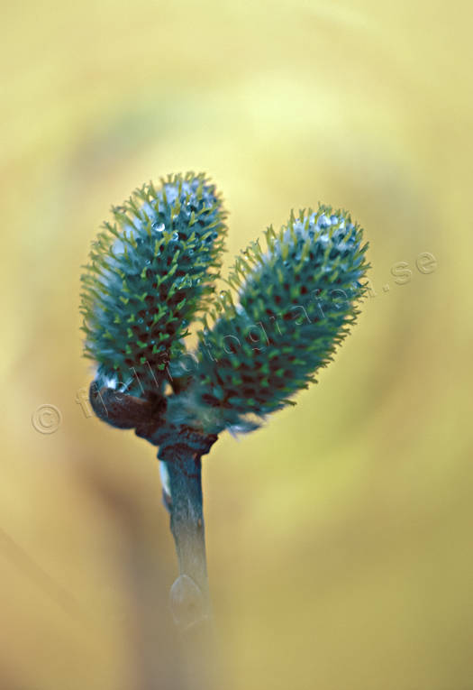 knoppar, stmning, stmningsbild, stmningsbilder, vide, videkissar, vr, rstid, rstider
