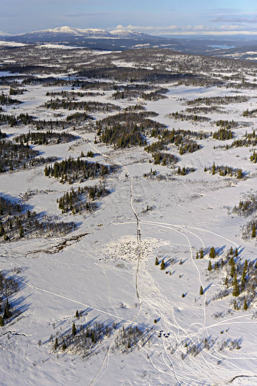 Vilande renhjord drönarbilder, drönarfoto, flygbild, flygbilder, Flygfoto, flygfoton, Flån, Jämtland, Landskap, myrmarker, renar, renhjord, renskötare, renskötsel, snö, snöskoter, Svenska Fjällen, vinter