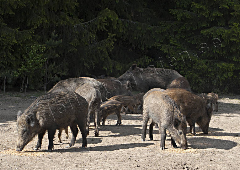 djur, dggdjur, grisar, utfodrar, utfodring, vildsvin, viltvrd, tel, telplats