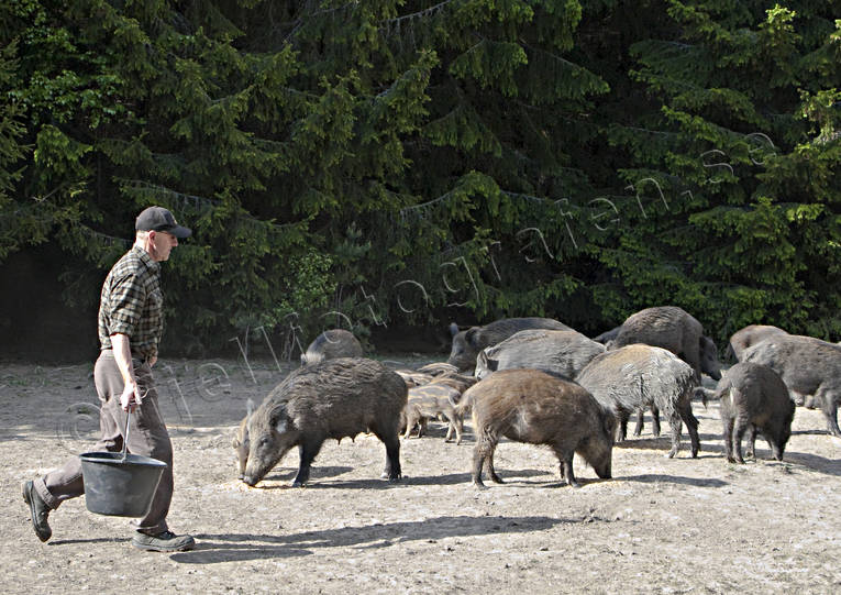 Vildsvin på utfodringsplats djur, däggdjur, grisar, utfodrar, utfodring, vildsvin, viltvård, åtel, åtelplats