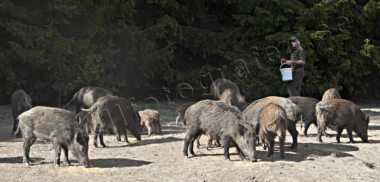 Vildsvin på utfodringsplats djur, däggdjur, grisar, utfodrar, utfodring, vildsvin, viltvård, åtel, åtelplats