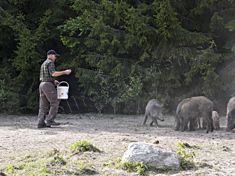 Vildsvin på utfodringsplats djur, däggdjur, grisar, utfodrar, utfodring, vildsvin, viltvård, åtel, åtelplats