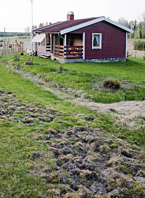 Vildsvinskador på villatomt allmänjakt, bygggnader, bökat, djur, däggdjur, grisar, jakt, markskador, Närke, skador, vildsvin, vildsvinskador, vildsvinsskador, Villa, villatomt