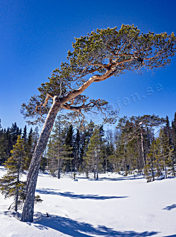 knotig, krona, misshandlad, myr, natur, skog, stormpinad, tall, tallkrona, tallkronabarrtrd, trd, trdkrona, vindpinad, vinter, vresig, vriden
