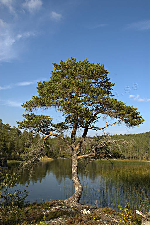 Barrtrдd Forsеn Natur Skog Skogsmark Tall Vindpinad Vresig