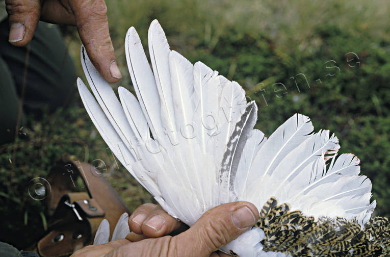 Vinge från ung ripa bestämma, dalripa, djur, fågel, fåglar, ripa, ripvinge, ungfågel, vinge, ålder