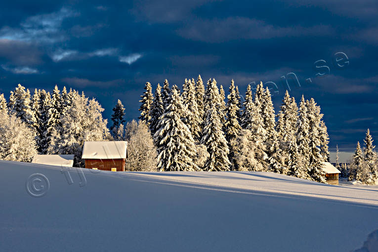 granar, granskog, Jämtland, Landskap, snö, stämning, stämningsbild, stämningsbilder, vinter, årstid, årstider