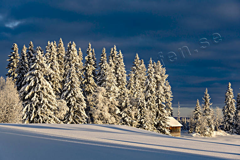 Vinter i Jämtland granar, granskog, Jämtland, Landskap, snö, stämning, stämningsbild, stämningsbilder, vinter, årstid, årstider