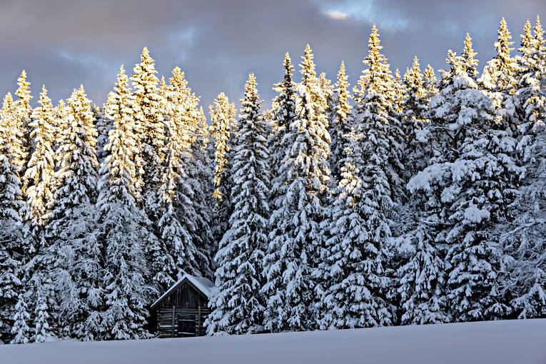 Vinter i Jämtland granar, granskog, Jämtland, Landskap, snö, stämning, stämningsbild, stämningsbilder, vinter, årstid, årstider