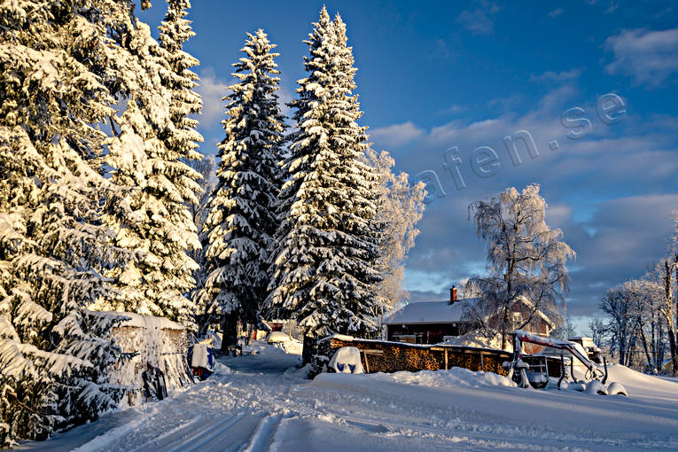 Vinter i Jämtland granar, granskog, Jämtland, Landskap, snö, stämning, stämningsbild, stämningsbilder, vinter, årstid, årstider