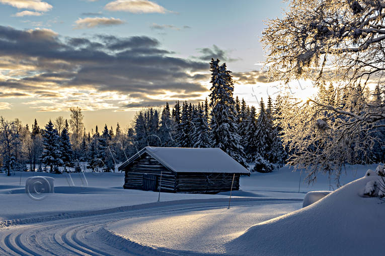 Vinter i Jämtland granar, granskog, julstämning, Jämtland, lada, Landskap, Löfsåsen, skog, snö, stämning, stämningsbild, stämningsbilder, turåkning, vinter, vinterro, vinterskog, årstid, årstider, äventyr