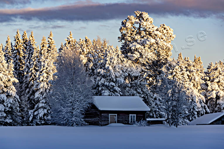 granar, granskog, julstämning, Jämtland, Landskap, Löfsåsen, skog, snö, stugor, stämning, stämningsbild, stämningsbilder, upplega, vinter, vinterro, vinterskog, årstid, årstider