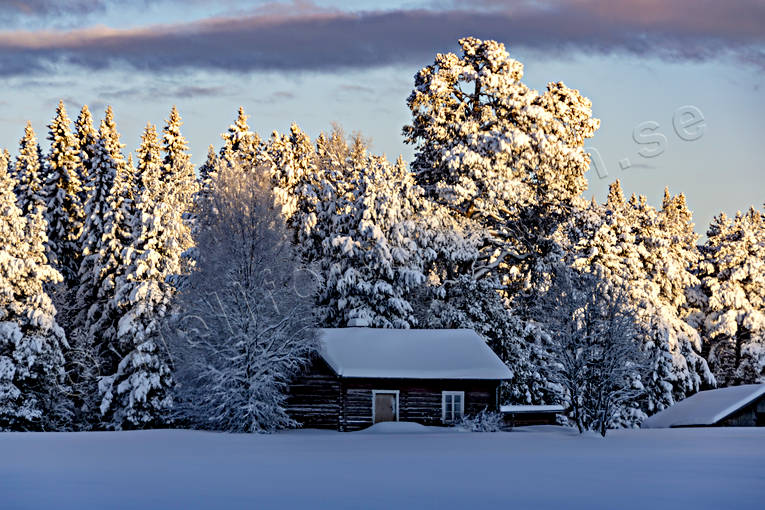 Vinter i Jämtland granar, granskog, julstämning, Jämtland, Landskap, Löfsåsen, skog, snö, stugor, stämning, stämningsbild, stämningsbilder, upplega, vinter, vinterro, vinterskog, årstid, årstider