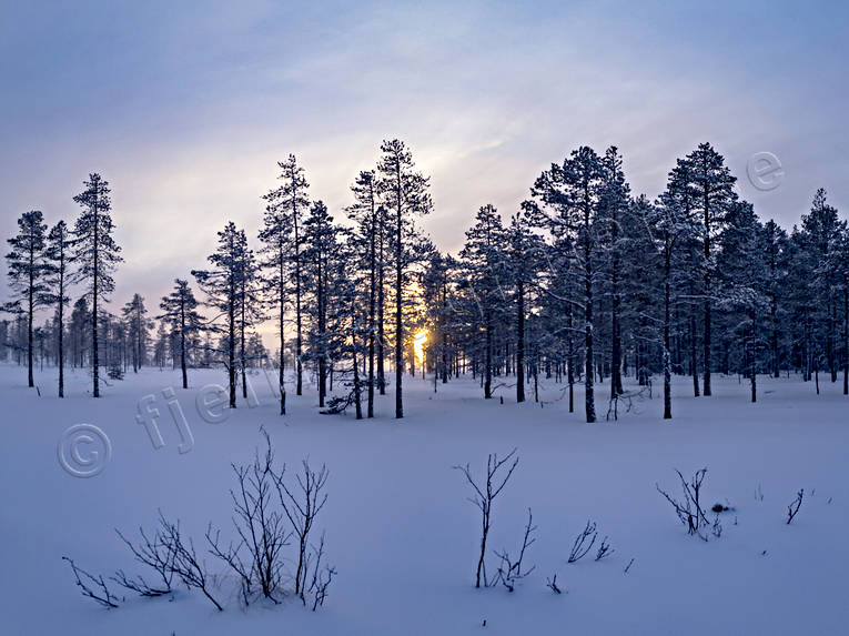 Vinter med myrtallar biotop, biotoper, kallt, kyla, Landskap, martallat, myr, myrtallar, natur, tallar, vinter, årstid, årstider