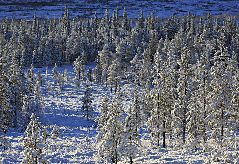 gran, granar, Jämtland, Landskap, natur, snö, snöigt, snölandskap, stämmning, stämningsbild, stämningsbilder, vinterbild, vinterlandskap, vinterstämning, årstid, årstider