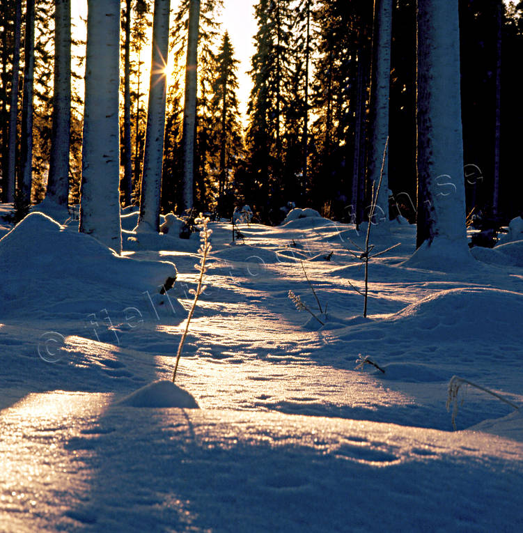 julkort, julstmning, motljus, solnedgng, stmning, stmningsbild, stmningsbilder, tall, tallskog, vinter, vinterlandskap, vinterstmning, rstid, rstider